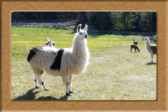 Fotoalbum Lamas
