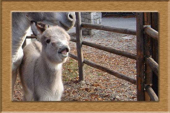 Fotoalbum Eselfohlen